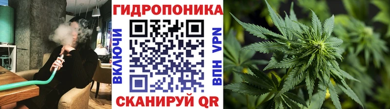 Каннабис сатива  Астрахань 